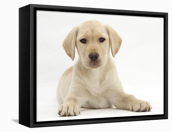 Yellow Labrador Retriever Puppy, 10 Weeks-Mark Taylor-Framed Stretched Canvas