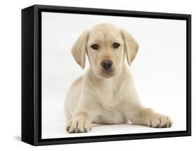 Yellow Labrador Retriever Puppy, 10 Weeks-Mark Taylor-Framed Stretched Canvas