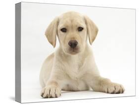 Yellow Labrador Retriever Puppy, 10 Weeks-Mark Taylor-Stretched Canvas