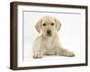 Yellow Labrador Retriever Puppy, 10 Weeks-Mark Taylor-Framed Photographic Print