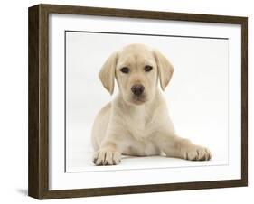 Yellow Labrador Retriever Puppy, 10 Weeks-Mark Taylor-Framed Photographic Print