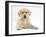 Yellow Labrador Retriever Puppy, 10 Weeks-Mark Taylor-Framed Photographic Print