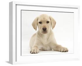 Yellow Labrador Retriever Puppy, 10 Weeks-Mark Taylor-Framed Photographic Print