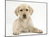 Yellow Labrador Retriever Puppy, 10 Weeks-Mark Taylor-Mounted Photographic Print