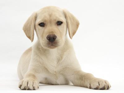 10 week black lab deals puppy
