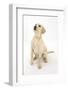 Yellow Labrador Retriever Puppy, 5 Months, Sitting, Looking Up-Mark Taylor-Framed Photographic Print