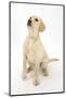 Yellow Labrador Retriever Puppy, 5 Months, Sitting, Looking Up-Mark Taylor-Mounted Photographic Print