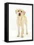 Yellow Labrador Retriever Puppy, 5 Months, Standing-Mark Taylor-Framed Stretched Canvas