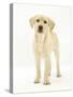 Yellow Labrador Retriever Puppy, 5 Months, Standing-Mark Taylor-Stretched Canvas