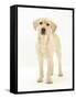 Yellow Labrador Retriever Puppy, 5 Months, Standing-Mark Taylor-Framed Stretched Canvas