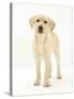 Yellow Labrador Retriever Puppy, 5 Months, Standing-Mark Taylor-Stretched Canvas