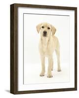 Yellow Labrador Retriever Puppy, 5 Months, Standing-Mark Taylor-Framed Photographic Print