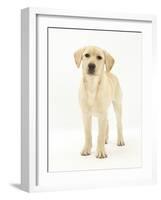 Yellow Labrador Retriever Puppy, 5 Months, Standing-Mark Taylor-Framed Photographic Print