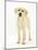 Yellow Labrador Retriever Puppy, 5 Months, Standing-Mark Taylor-Mounted Photographic Print