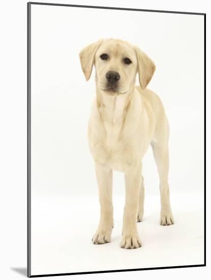 Yellow Labrador Retriever Puppy, 5 Months, Standing-Mark Taylor-Mounted Photographic Print