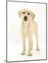 Yellow Labrador Retriever Puppy, 5 Months, Standing-Mark Taylor-Mounted Photographic Print