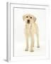 Yellow Labrador Retriever Puppy, 5 Months, Standing-Mark Taylor-Framed Photographic Print