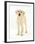 Yellow Labrador Retriever Puppy, 5 Months, Standing-Mark Taylor-Framed Photographic Print
