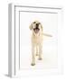 Yellow Labrador Retriever Puppy, 5 Months, Standing-Mark Taylor-Framed Photographic Print