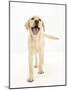 Yellow Labrador Retriever Puppy, 5 Months, Standing-Mark Taylor-Mounted Photographic Print