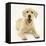 Yellow Labrador Retriever Puppy, 5 Months-Mark Taylor-Framed Stretched Canvas