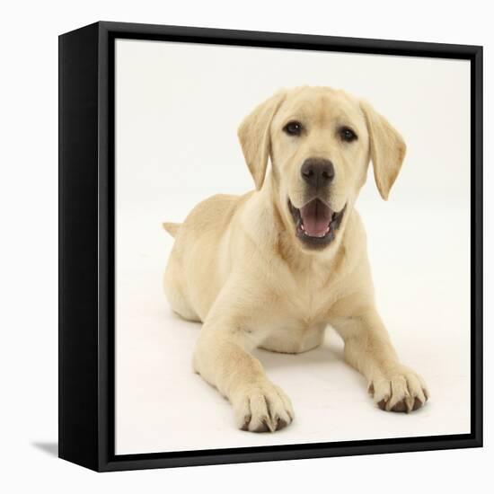 Yellow Labrador Retriever Puppy, 5 Months-Mark Taylor-Framed Stretched Canvas