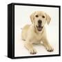 Yellow Labrador Retriever Puppy, 5 Months-Mark Taylor-Framed Stretched Canvas