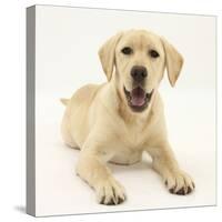 Yellow Labrador Retriever Puppy, 5 Months-Mark Taylor-Stretched Canvas