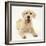 Yellow Labrador Retriever Puppy, 5 Months-Mark Taylor-Framed Photographic Print