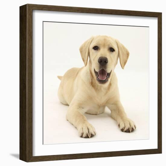 Yellow Labrador Retriever Puppy, 5 Months-Mark Taylor-Framed Photographic Print