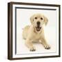 Yellow Labrador Retriever Puppy, 5 Months-Mark Taylor-Framed Photographic Print