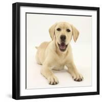 Yellow Labrador Retriever Puppy, 5 Months-Mark Taylor-Framed Photographic Print