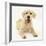 Yellow Labrador Retriever Puppy, 5 Months-Mark Taylor-Framed Photographic Print