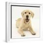 Yellow Labrador Retriever Puppy, 5 Months-Mark Taylor-Framed Photographic Print