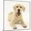 Yellow Labrador Retriever Puppy, 5 Months-Mark Taylor-Mounted Photographic Print