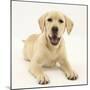 Yellow Labrador Retriever Puppy, 5 Months-Mark Taylor-Mounted Photographic Print