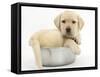 Yellow Labrador Retriever Puppy, 7 Weeks, in a Metal Dog Bowl-Mark Taylor-Framed Stretched Canvas