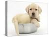 Yellow Labrador Retriever Puppy, 7 Weeks, in a Metal Dog Bowl-Mark Taylor-Stretched Canvas