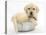 Yellow Labrador Retriever Puppy, 7 Weeks, in a Metal Dog Bowl-Mark Taylor-Stretched Canvas