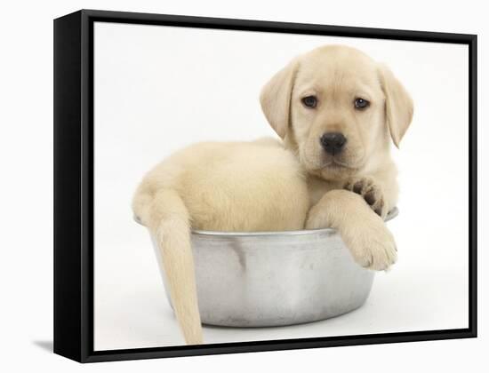 Yellow Labrador Retriever Puppy, 7 Weeks, in a Metal Dog Bowl-Mark Taylor-Framed Stretched Canvas