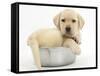 Yellow Labrador Retriever Puppy, 7 Weeks, in a Metal Dog Bowl-Mark Taylor-Framed Stretched Canvas