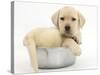 Yellow Labrador Retriever Puppy, 7 Weeks, in a Metal Dog Bowl-Mark Taylor-Stretched Canvas