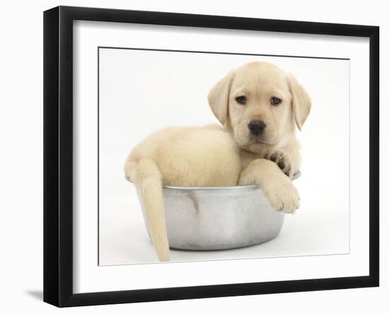 Yellow Labrador Retriever Puppy, 7 Weeks, in a Metal Dog Bowl-Mark Taylor-Framed Premium Photographic Print