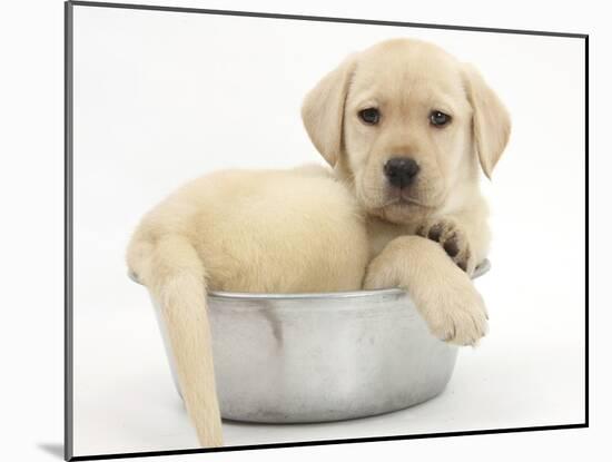 Yellow Labrador Retriever Puppy, 7 Weeks, in a Metal Dog Bowl-Mark Taylor-Mounted Premium Photographic Print