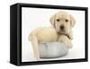 Yellow Labrador Retriever Puppy, 7 Weeks, in a Metal Dog Bowl-Mark Taylor-Framed Stretched Canvas