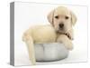 Yellow Labrador Retriever Puppy, 7 Weeks, in a Metal Dog Bowl-Mark Taylor-Stretched Canvas