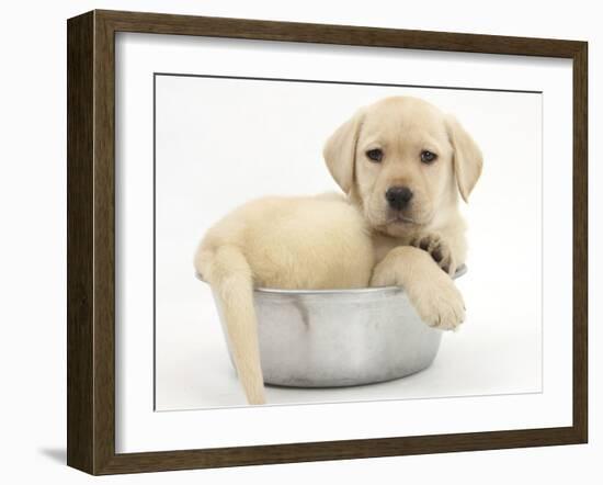 Yellow Labrador Retriever Puppy, 7 Weeks, in a Metal Dog Bowl-Mark Taylor-Framed Photographic Print