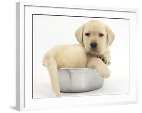 Yellow Labrador Retriever Puppy, 7 Weeks, in a Metal Dog Bowl-Mark Taylor-Framed Photographic Print