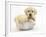 Yellow Labrador Retriever Puppy, 7 Weeks, in a Metal Dog Bowl-Mark Taylor-Framed Photographic Print