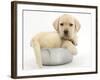 Yellow Labrador Retriever Puppy, 7 Weeks, in a Metal Dog Bowl-Mark Taylor-Framed Photographic Print